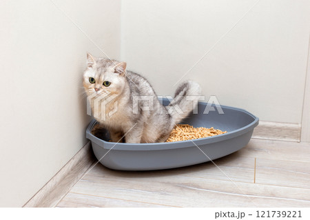 A beautiful gray British cat is defecate into a large gray triangular plastic litter box 121739221