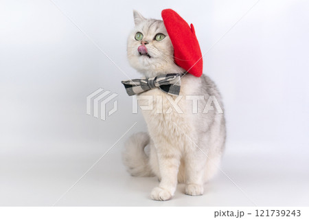 Charming cat with red beret and bow tie posing playfully Charming cat with red beret and bow tie posing playfully 121739243