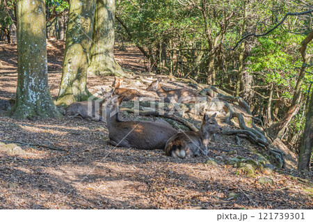 奈良公園の鹿(メス) 奈良公園の鹿(メス) 121739301