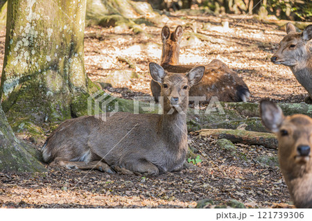 奈良公園の鹿（メス） 121739306