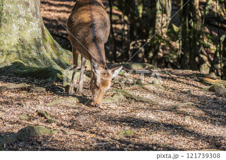 奈良公園の鹿(メス) 奈良公園の鹿(メス) 121739308