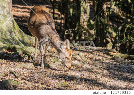 奈良公園の鹿(メス) 奈良公園の鹿(メス) 121739310