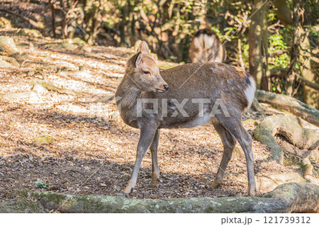 奈良公園の鹿（メス） 121739312