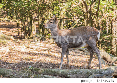 奈良公園の鹿（メス） 121739313