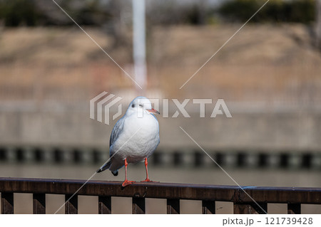 ユリカモメ　大阪城公園 121739428