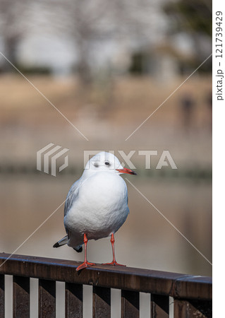 ユリカモメ　大阪城公園 121739429