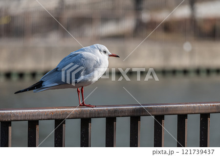ユリカモメ　大阪城公園 121739437