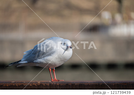 ユリカモメ　大阪城公園 121739439