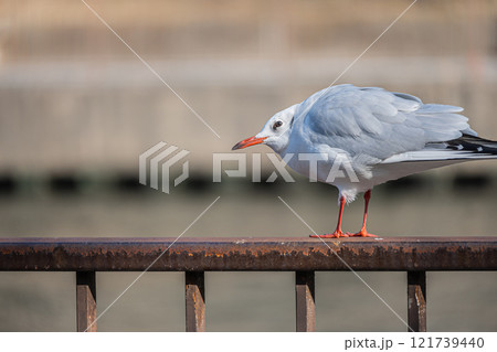 ユリカモメ　大阪城公園 121739440