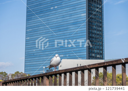 ユリカモメ 大阪城公園 ユリカモメ 大阪城公園 121739441