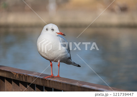 ユリカモメ　大阪城公園 121739447