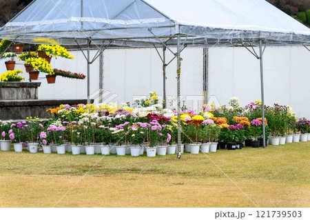 菊花展示会　秋の風物詩「菊人形・菊まつり」菊池市ふるさと創生市民広場 121739503