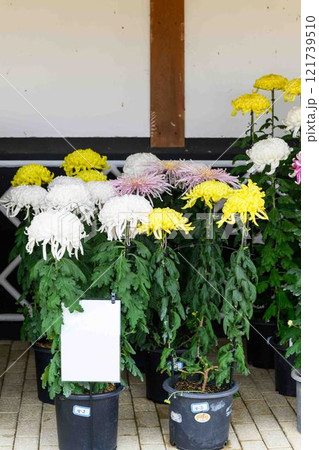菊花展示会 秋の風物詩「菊人形・菊まつり」菊池市ふるさと創生市民広場 菊花展示会 秋の風物詩「菊人形・菊まつり」菊池市ふるさと創生市民広場 121739510