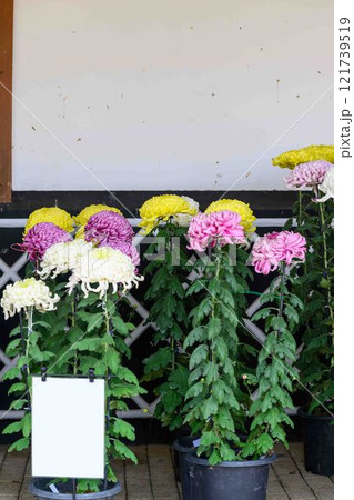 菊花展示会　秋の風物詩「菊人形・菊まつり」菊池市ふるさと創生市民広場 121739519