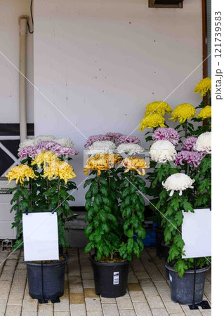 菊花展示会 秋の風物詩「菊人形・菊まつり」菊池市ふるさと創生市民広場 菊花展示会 秋の風物詩「菊人形・菊まつり」菊池市ふるさと創生市民広場 121739583