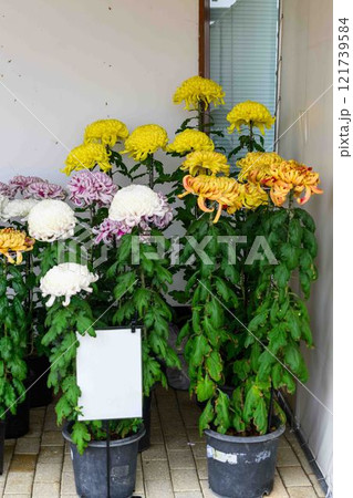 菊花展示会　秋の風物詩「菊人形・菊まつり」菊池市ふるさと創生市民広場 121739584
