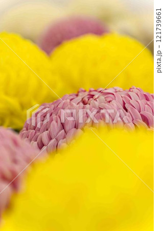 クローズアップ菊の花　菊花展示会　秋の風物詩「菊人形・菊まつり」菊池市ふるさと創生市民広場 121739661
