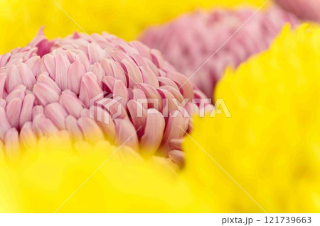 クローズアップ菊の花 菊花展示会 秋の風物詩「菊人形・菊まつり」菊池市ふるさと創生市民広場 クローズアップ菊の花 菊花展示会 秋の風物詩「菊人形・菊まつり」菊池市ふるさと創生市民広場 121739663