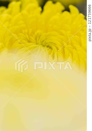 クローズアップ菊の花 菊花展示会 秋の風物詩「菊人形・菊まつり」菊池市ふるさと創生市民広場 クローズアップ菊の花 菊花展示会 秋の風物詩「菊人形・菊まつり」菊池市ふるさと創生市民広場 121739666