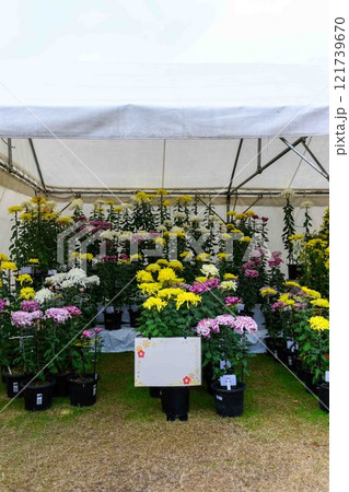 菊花展示会　秋の風物詩「菊人形・菊まつり」菊池市ふるさと創生市民広場 121739670