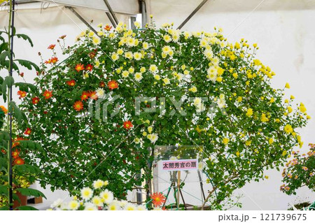菊花展示会　秋の風物詩「菊人形・菊まつり」菊池市ふるさと創生市民広場 121739675