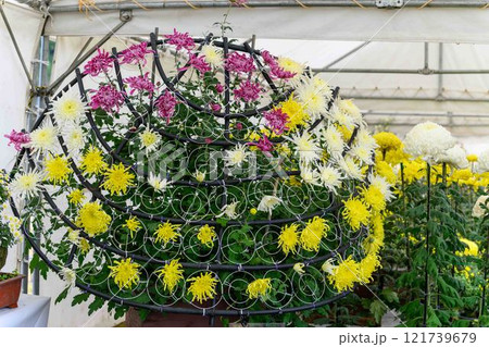 菊花展示会　秋の風物詩「菊人形・菊まつり」菊池市ふるさと創生市民広場 121739679