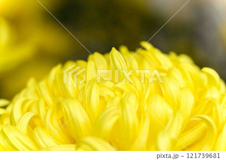 菊花展示会 秋の風物詩「菊人形・菊まつり」菊池市ふるさと創生市民広場 菊花展示会 秋の風物詩「菊人形・菊まつり」菊池市ふるさと創生市民広場 121739681