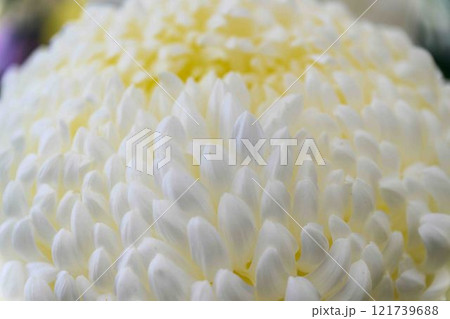 菊花展示会　秋の風物詩「菊人形・菊まつり」菊池市ふるさと創生市民広場 121739688