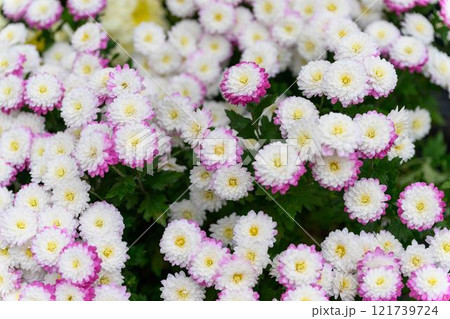 菊花 秋の風物詩「菊人形・菊まつり」菊池市ふるさと創生市民広場 菊花 秋の風物詩「菊人形・菊まつり」菊池市ふるさと創生市民広場 121739724