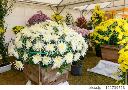 菊花 秋の風物詩「菊人形・菊まつり」菊池市ふるさと創生市民広場 菊花 秋の風物詩「菊人形・菊まつり」菊池市ふるさと創生市民広場 121739728