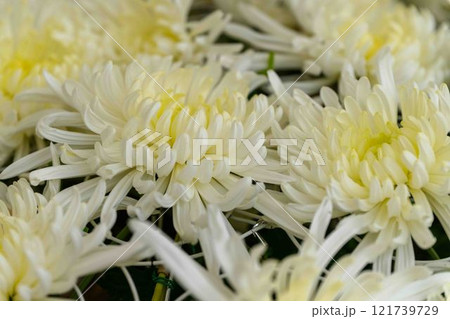 菊花 秋の風物詩「菊人形・菊まつり」菊池市ふるさと創生市民広場 菊花 秋の風物詩「菊人形・菊まつり」菊池市ふるさと創生市民広場 121739729