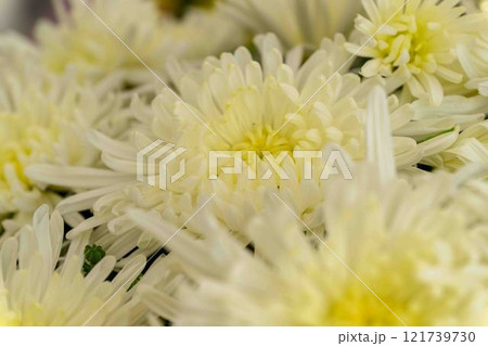 菊花　秋の風物詩「菊人形・菊まつり」菊池市ふるさと創生市民広場 121739730