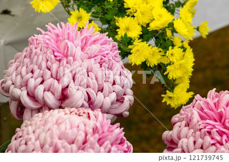菊花　秋の風物詩「菊人形・菊まつり」菊池市ふるさと創生市民広場 121739745