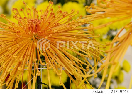 菊花 秋の風物詩「菊人形・菊まつり」菊池市ふるさと創生市民広場 菊花 秋の風物詩「菊人形・菊まつり」菊池市ふるさと創生市民広場 121739748