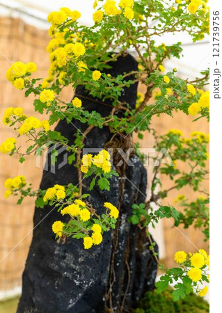菊花　秋の風物詩「菊人形・菊まつり」菊池市ふるさと創生市民広場 121739756