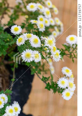菊花 秋の風物詩「菊人形・菊まつり」菊池市ふるさと創生市民広場 菊花 秋の風物詩「菊人形・菊まつり」菊池市ふるさと創生市民広場 121739757