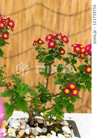 菊花 秋の風物詩「菊人形・菊まつり」菊池市ふるさと創生市民広場 菊花 秋の風物詩「菊人形・菊まつり」菊池市ふるさと創生市民広場 121739758