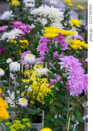 菊花　秋の風物詩「菊人形・菊まつり」菊池市ふるさと創生市民広場 121739763