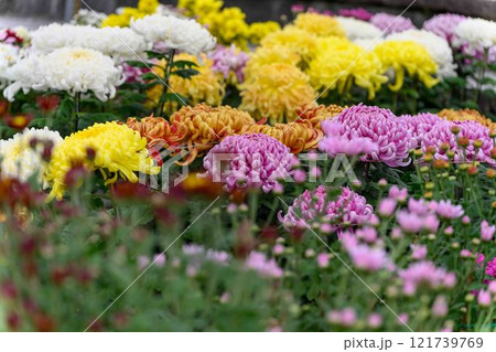 菊花　秋の風物詩「菊人形・菊まつり」菊池市ふるさと創生市民広場 121739769