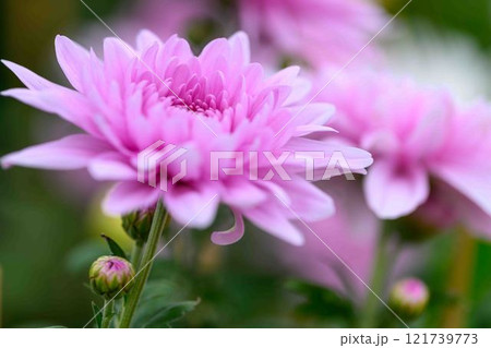 菊花　秋の風物詩「菊人形・菊まつり」菊池市ふるさと創生市民広場 121739773