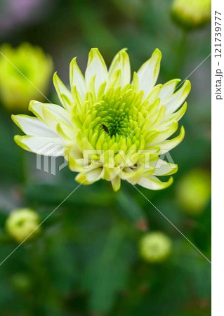 菊花 秋の風物詩「菊人形・菊まつり」菊池市ふるさと創生市民広場 菊花 秋の風物詩「菊人形・菊まつり」菊池市ふるさと創生市民広場 121739777