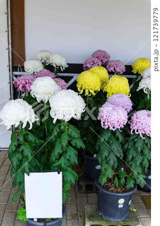 菊花 秋の風物詩「菊人形・菊まつり」菊池市ふるさと創生市民広場 菊花 秋の風物詩「菊人形・菊まつり」菊池市ふるさと創生市民広場 121739779