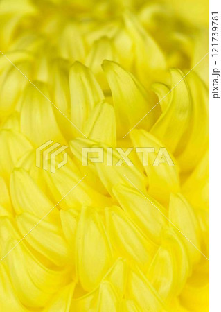 菊花　秋の風物詩「菊人形・菊まつり」菊池市ふるさと創生市民広場 121739781