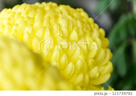 菊花　秋の風物詩「菊人形・菊まつり」菊池市ふるさと創生市民広場 121739782