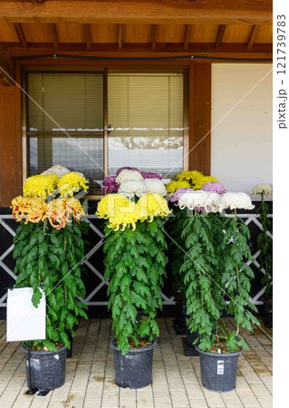 菊花 秋の風物詩「菊人形・菊まつり」菊池市ふるさと創生市民広場 菊花 秋の風物詩「菊人形・菊まつり」菊池市ふるさと創生市民広場 121739783