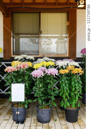 菊花　秋の風物詩「菊人形・菊まつり」菊池市ふるさと創生市民広場 121739786