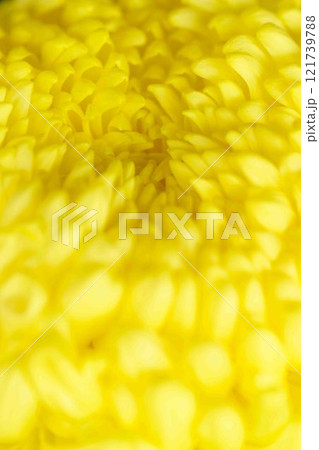 菊花 秋の風物詩「菊人形・菊まつり」菊池市ふるさと創生市民広場 菊花 秋の風物詩「菊人形・菊まつり」菊池市ふるさと創生市民広場 121739788