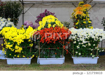 菊花　秋の風物詩「菊人形・菊まつり」菊池市ふるさと創生市民広場 121739810