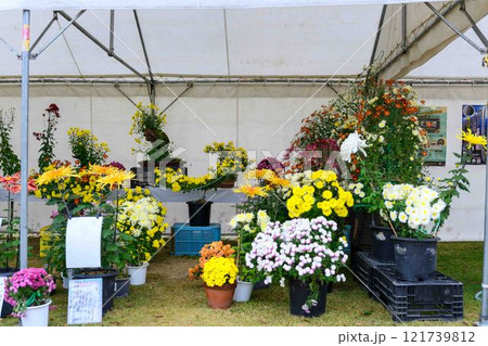 菊花 秋の風物詩「菊人形・菊まつり」菊池市ふるさと創生市民広場 菊花 秋の風物詩「菊人形・菊まつり」菊池市ふるさと創生市民広場 121739812