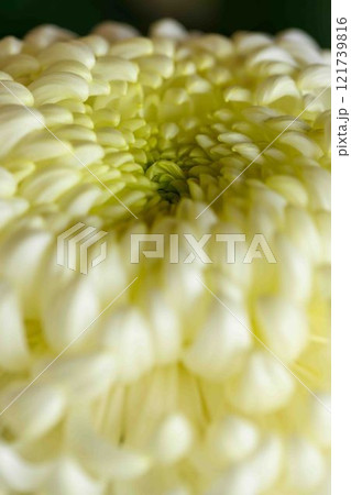 菊花　秋の風物詩「菊人形・菊まつり」菊池市ふるさと創生市民広場 121739816